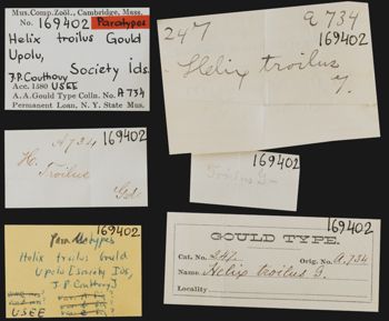 Media type: image;   Malacology 169402 Aspect: labels